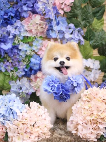 20250614モコくん